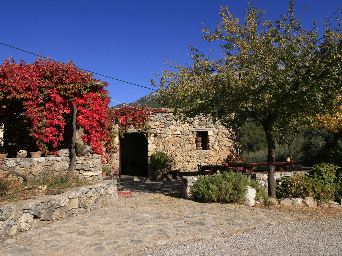 Stone farmhouse entrance at Alonia covered in autumn vine
